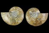 Agatized Ammonite Fossil - Madagascar #135259-1